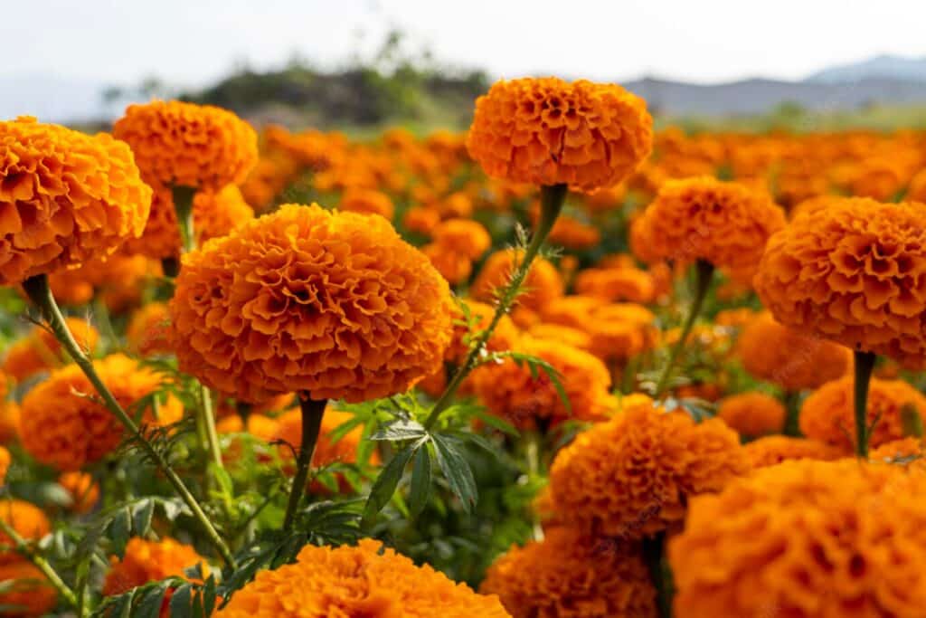 Aksamitki - kolor pomarańczowy