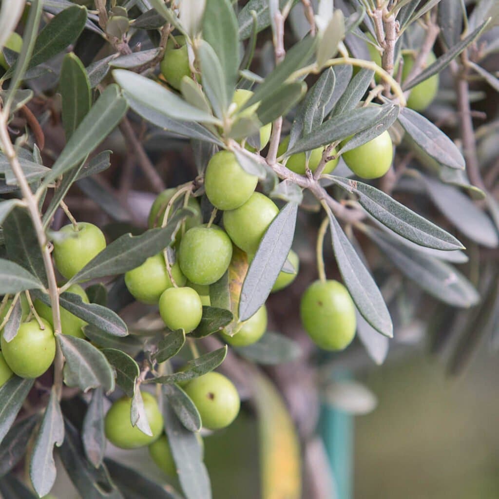 popielaty kolor liści drzewka oliwnego