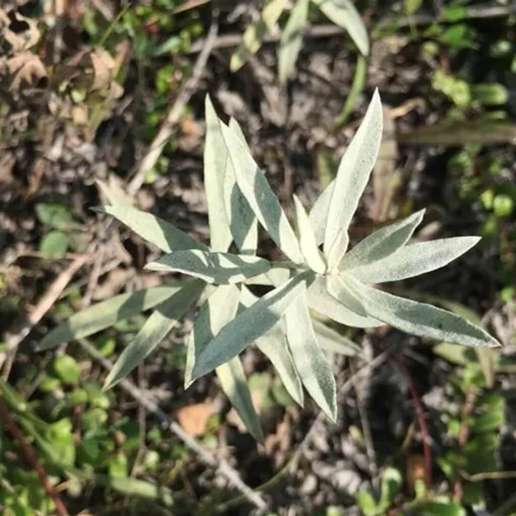 bylica ludwikowska o popielatych liściach