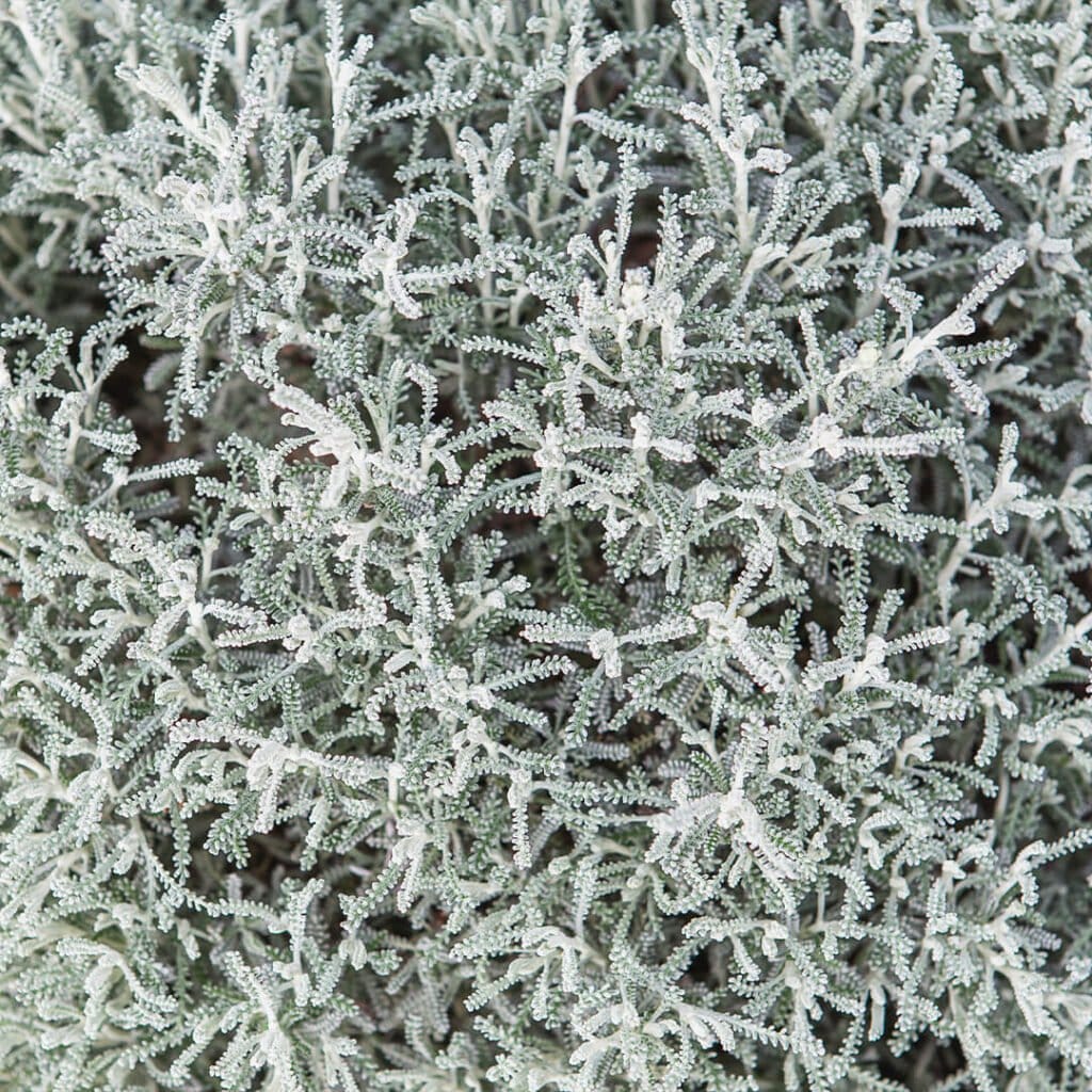 popielaty krzew santolina