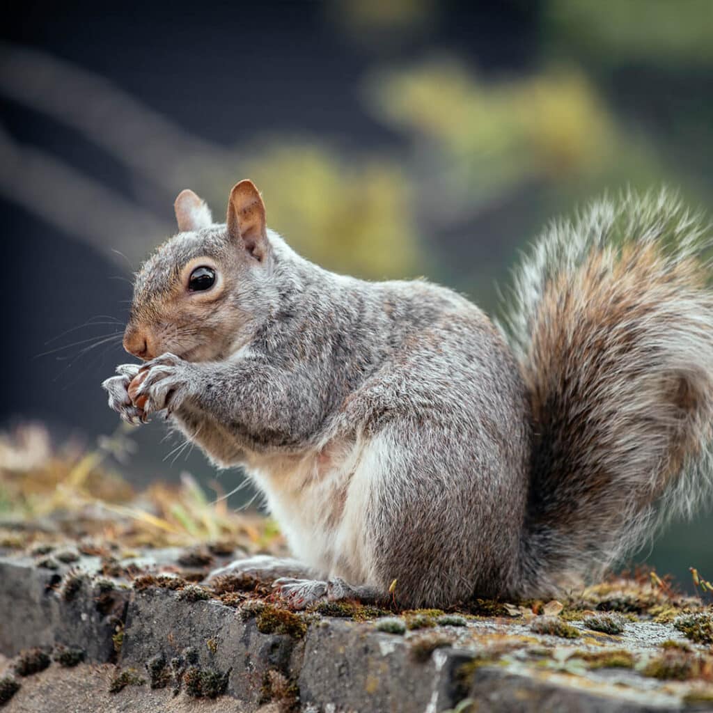 wiewiórka szara Sciurus carolinensis ma popielate futro