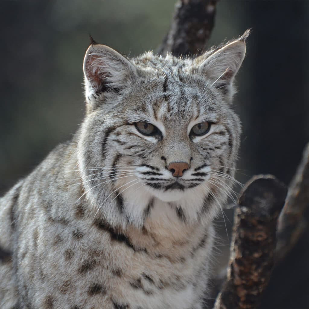 ryś kanadyjski Lynx canadensis popielate zwierzę