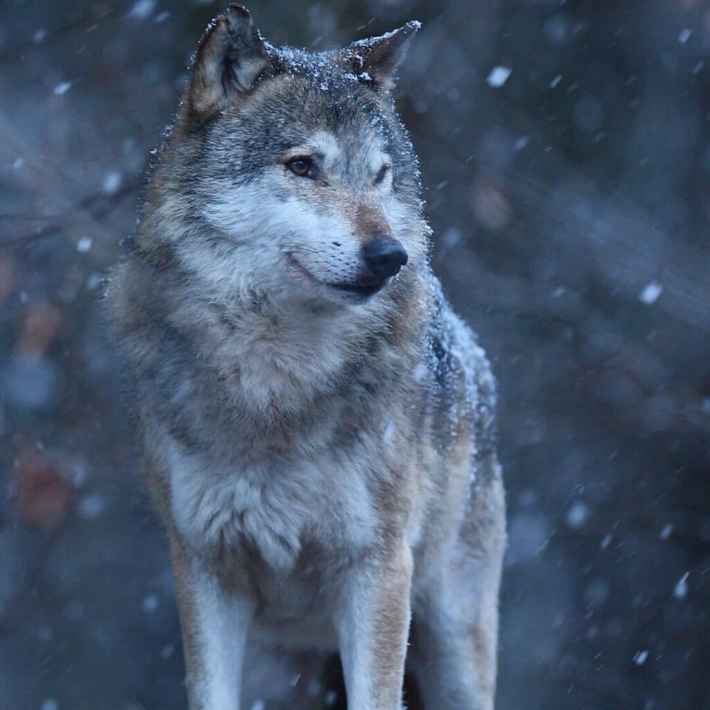 wilk szary ma futro w kolorze popielatym