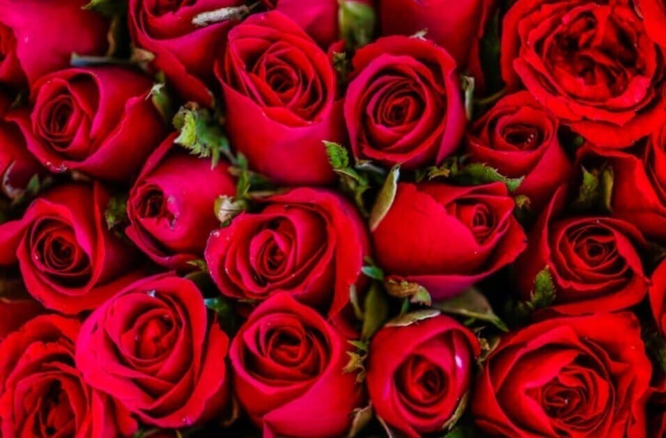 Czerwone róże - symbol miłości, zmysłowości i namiętności