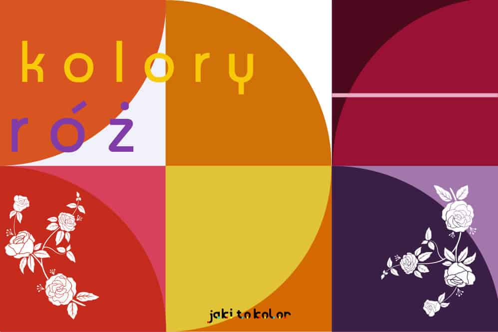 Kolory róż