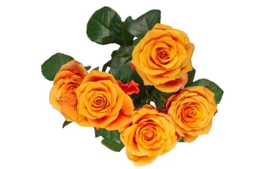 Pomarańczowe róże