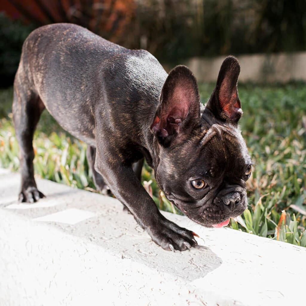 buldog francuski odcień marengo