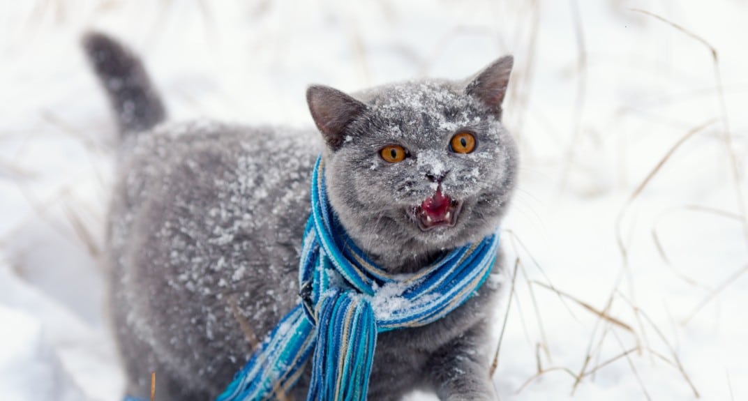 Kot w kolorze stalowym