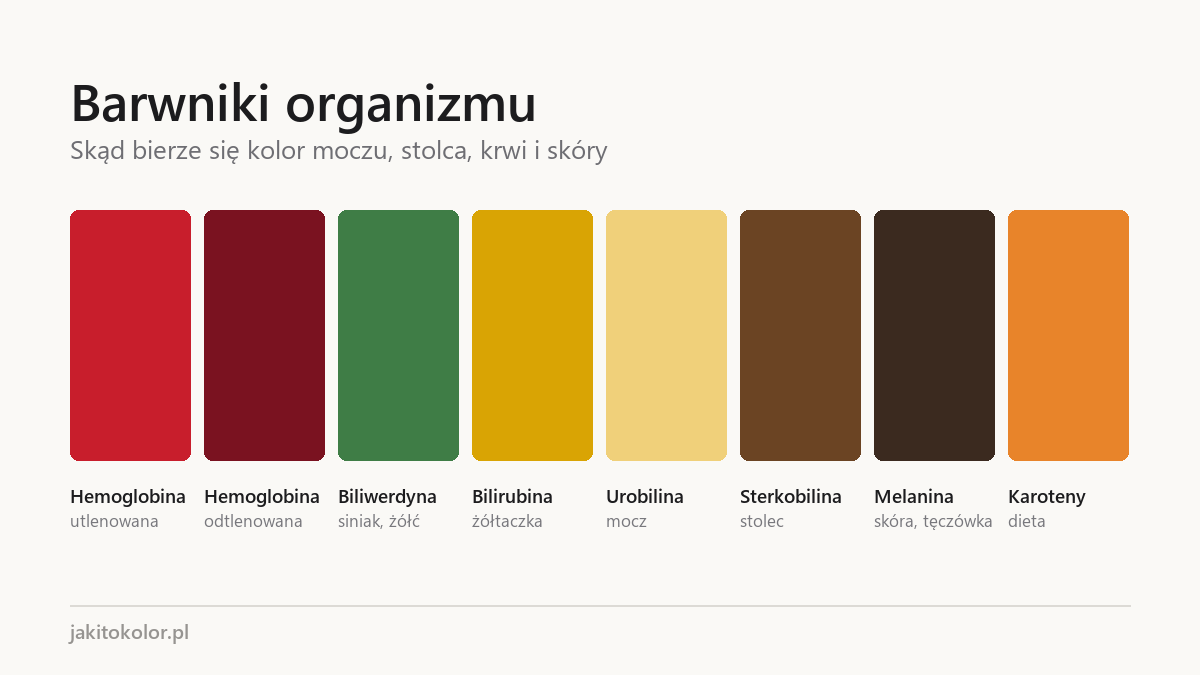 Paleta barwników organizmu: hemoglobina, bilirubina, urobilina, melanina i karoteny